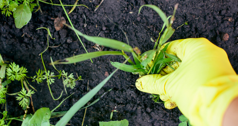 Weeding By Pulling Weeds