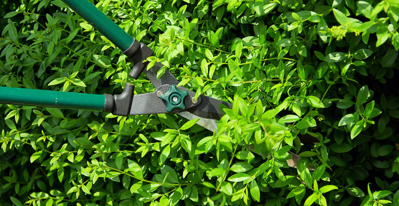 Summer Shrub and Bush Trimming Service