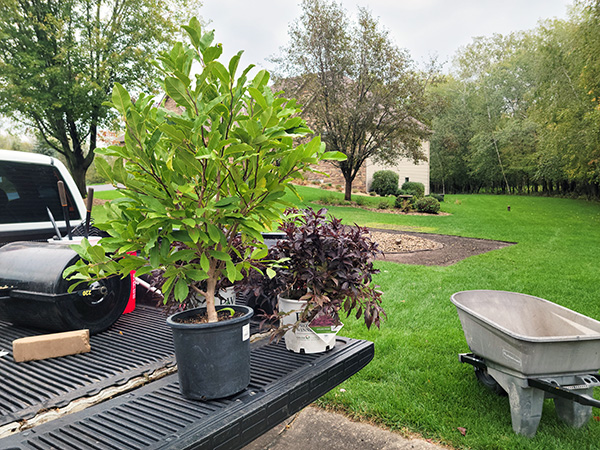 Shrub Planting in Andover MN