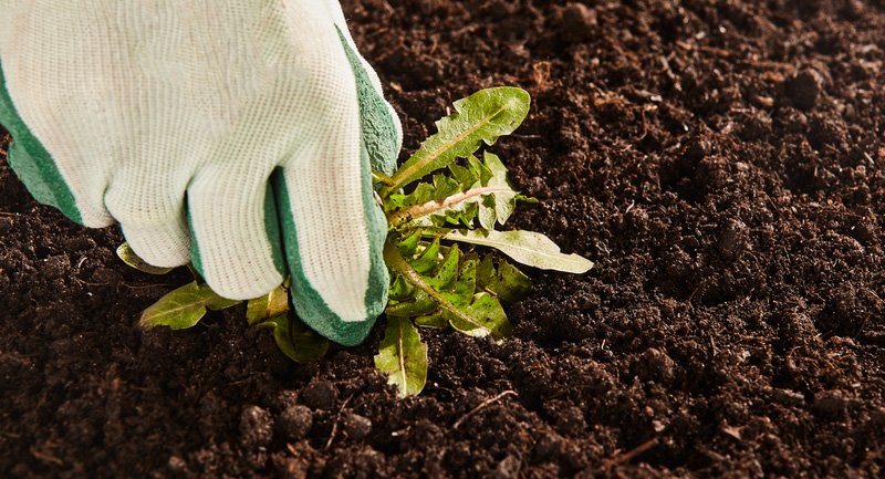 Bethel Summer Weeding